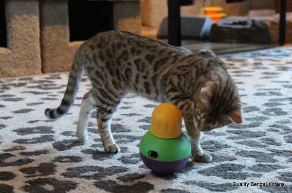 13 Cat Toys To Engage Your Kitty's Brain and Stave Off Boredom
