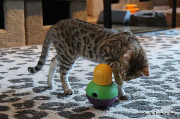 Bengal 2025 cat toys