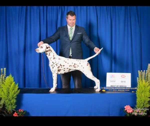 Mark and Brittney winning BEST OF BREED Adelaide royal 2015 