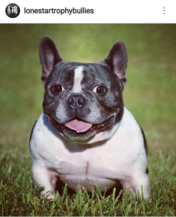 are french bulldogs pedigree