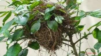 © 2016 SAM Reinita buidling a bird's nest
