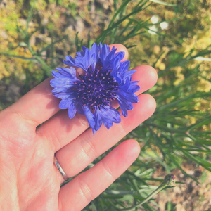 a hand holds a small purple flower outside in the garden