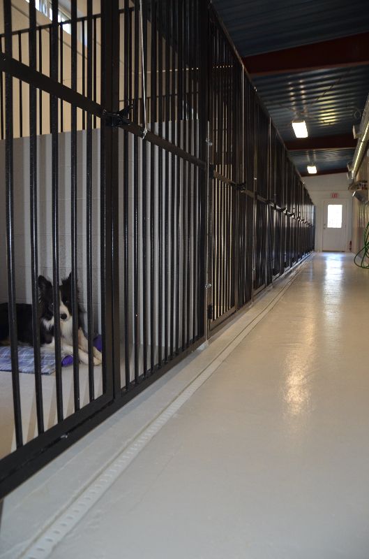 Dog Boarding Lawrencville Ga, Dog Boarding Dacula Ga