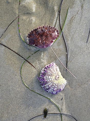 Photo-Crab and Sea Urchin
