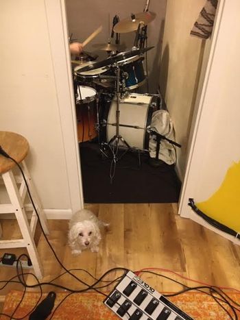 Russell the fearless Production Dog guards the drum booth
