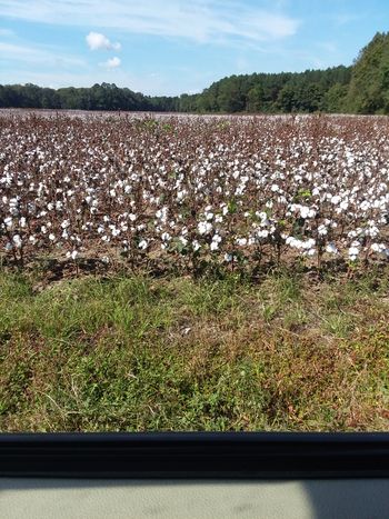 Cotton Field in Virginia
