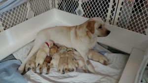 Happy mommy with 10 day old puppies