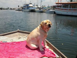 Sunny catching some rays on the river.