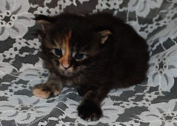 Female. Brown patched tabby

