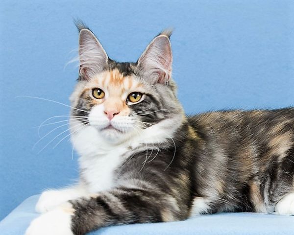 CH (TICA)  QCH (ACFA)  Nebraskcoons Jazzy Mae

"Jazzy"

Silver Patched Tabby and White