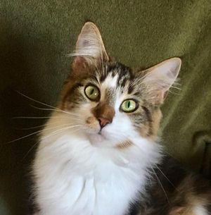 Mother:  Nebraskcoons Zora.  Brown Classic Tabby with White. Very affectionate and sweet.