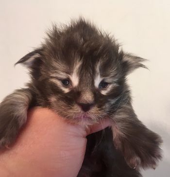 Kitten 4. Male.  Silver Tabby
