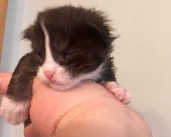 Kitten 2. Male.  Black and white.  option for Whitney
