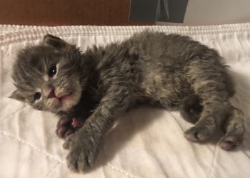 Blue Tabby Male 2.  possibly blue silver
