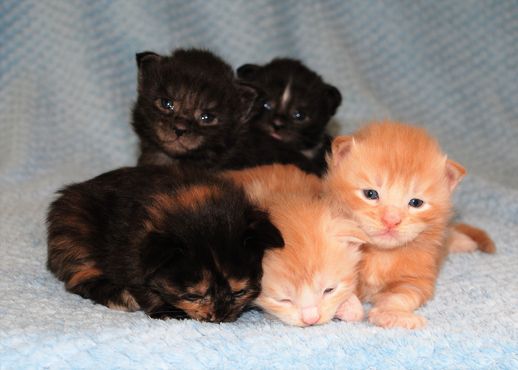 Nebraskcoons Maine Coon Cats Litter G