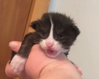 Kitten 2. Male. Option for Whitney
