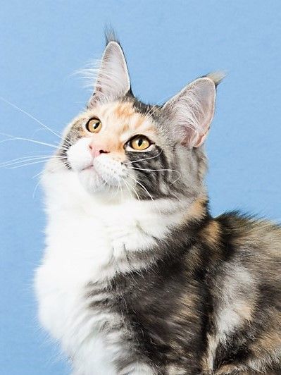 CH Nebraskcoons Jazzy Mae.  "Jazzy".  Silver Patched Tabby and White.  Titles and Awards:  TICA:  Champion.  ACFA:  Quad Champion.  Regional Winner.  15th best kitten inter-american