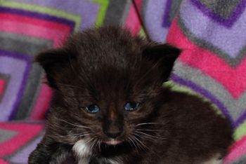 Nebraskcoons Maine Coon Cats Litter S