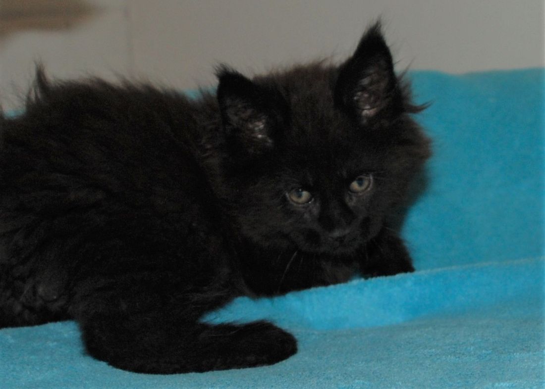 Nebraskcoons Maine Coon Cats Litter Z