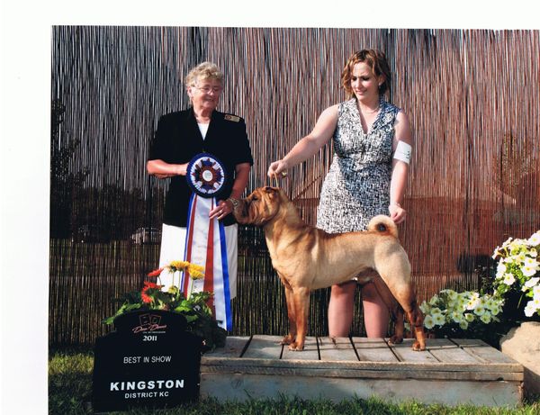 BIS GCH TIGHE'S CHARLES IN CHARGE CGN
'CHARLIE'

No.1 Chinese Shar-Pei in Canada 2011