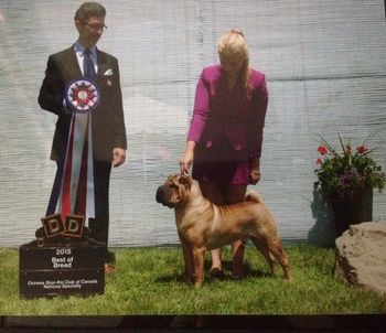 BISS Legend of Rich In Rolls Gold King Fire CGN .. Canadian Nationals Specialty WINNER 2015 .. "Corleone" .. thank you handler, Karyna Cazelais
