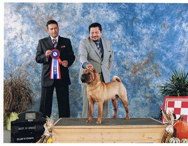 Charlie, winning the Group VI Specialty at the Purina Nationals, 2013.

(Caviar won BOS .. (Best opposite sex)

Special thanks to handler, Edgar Rojas.