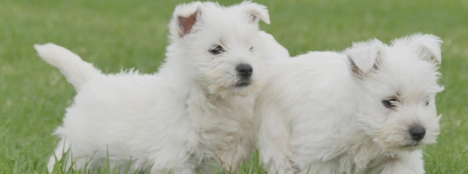 How Much West Highland White Terrier Cost