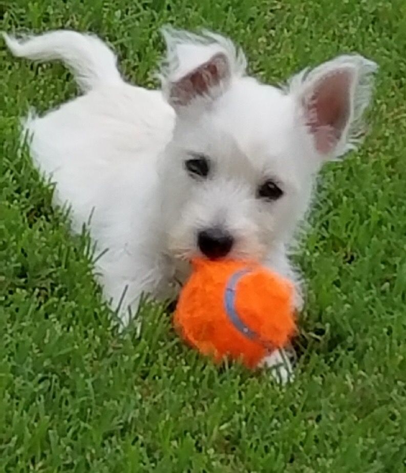 Westies R Us Lubbock provides exceptional pups that are healthy and socialized.

