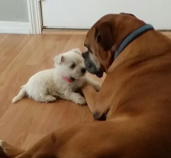This is our Lady Dakota bonding with our boxer Draco. They are from Rio Rancho New Mexico.
