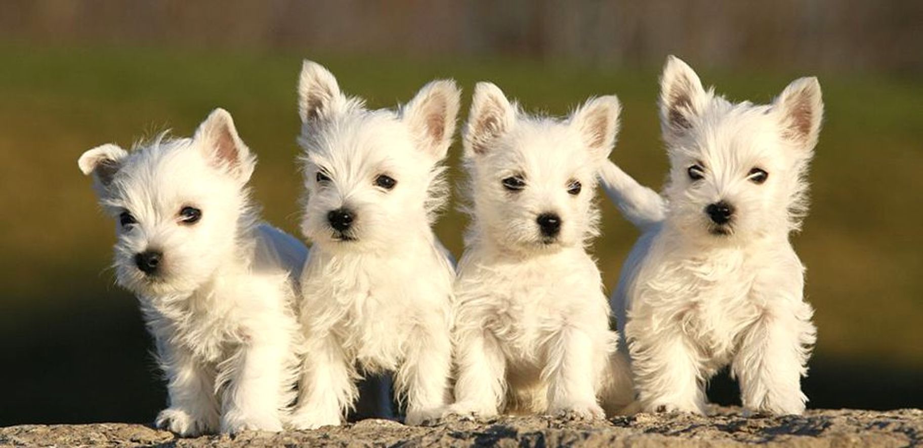Westies R Us Lubbock TX Westie puppies for sale.