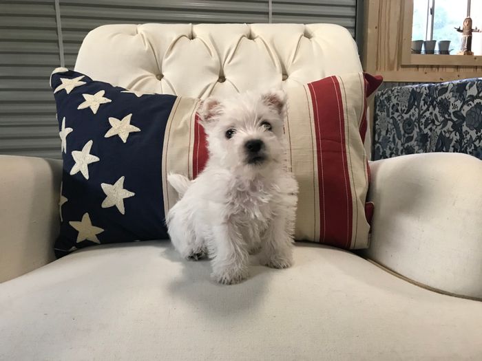 Westies R Us Lubbock TX Westie puppies for sale.