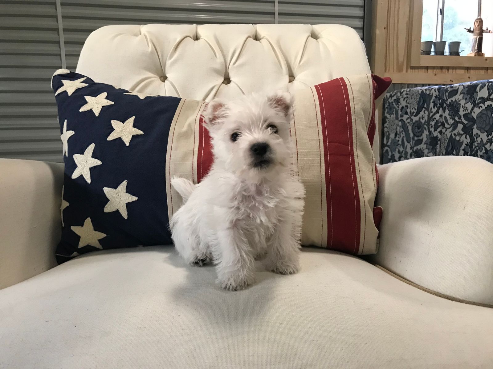 Westies R Us Lubbock TX Westie puppies for sale.