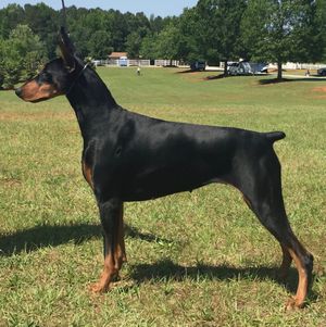 We are so proud of Miss Tia!! She is about to begin her show career. Watch for her in the Bred By Exhibitor Class!