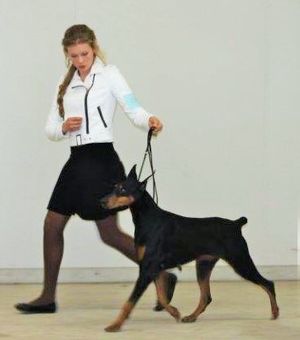 Isis and Megan earning Isis' Int title at an ICE Dogs event in Marietta January of 2015. A very nice mover!!