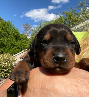 This puppy encompasses my entire breeding career. His pedigree carries every Doberman I've ever owned in some way. So excited to see him grow up! He is Tia's son out of Ch Amris I am Imortal CA,WAC
