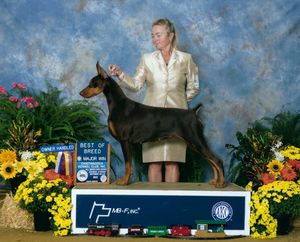 WOW!! Thank you to Judge Terri Berrios! She awarded "Coral" Best Of Breed over some very nice specials at the Chattanooga Show in McDonald, Tn! This gives "Coral" her second major!