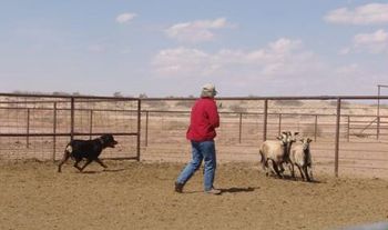 Phantom Wood Hendrix TDX (Jimi) shown working the sheep with owner Michele Mauldin. Jimi is from my H litter.
