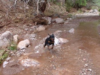 Phantom Wood Just m' Jammies splashing through a New Mexico stream. Jammie is owned by Michele Mauldin.
