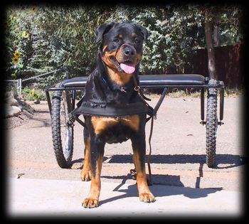 Bavaria Blue's Divine Bette BH TR1 CS HIC CGC AKC tracking certified (Bubbie) hitched up and ready to go! Bubbie is a Corydon daughter and is owned by Sandy Kinsman (Rosewood Rottweilers) of CA.
