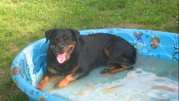 Phantom Wood High Roller, CDX, HS (Zoey) cooling off on a hot summer day. Zoey is owned by Sue Harvey of PA.

