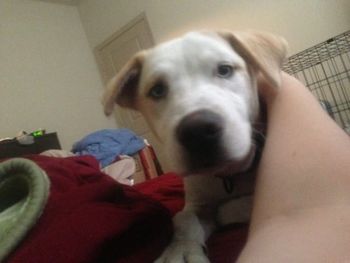Axe is a half husky and half lab pup. He was taken home by Demiray and family from Tampa. Look at his gorgeous blue eyes.
