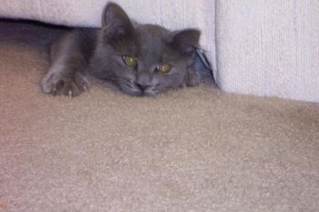 Tory under the sofa! He now lives with a family in Daytona Beach, Florida.
