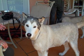 Zar, a 10-year-old Husky Malamute boy whose owner had died, was adopted by a family in Florida.
