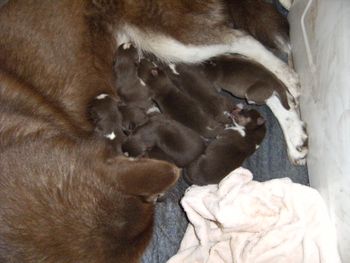 A closer look at her newborn puppies
