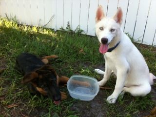 Lucca is now with AJ and Kody in Orlando, FL. He is the 9-month old solid white boy above.
