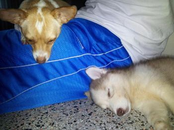 Little Maggie falls asleep after playing with her new buddy. She is with Jessica and family in FL.
