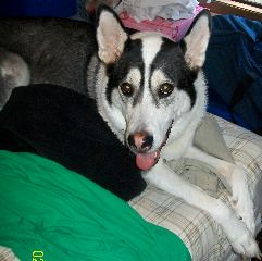 JD, a husky/sheppard mix was adopted by a family in Palm Coast, FL.
