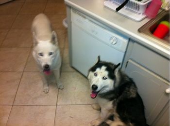 Here is Tiva with her buddy.
