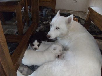 Maya and her puppies!
