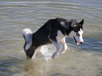 Zeus, Maya's puppy, riding the waves!
